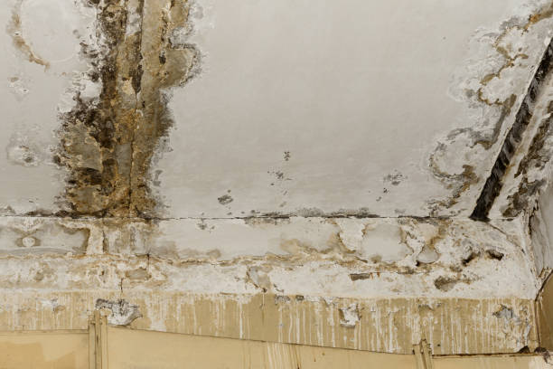 Best Air Quality Testing for Mold Spores  in Beverly, NJ